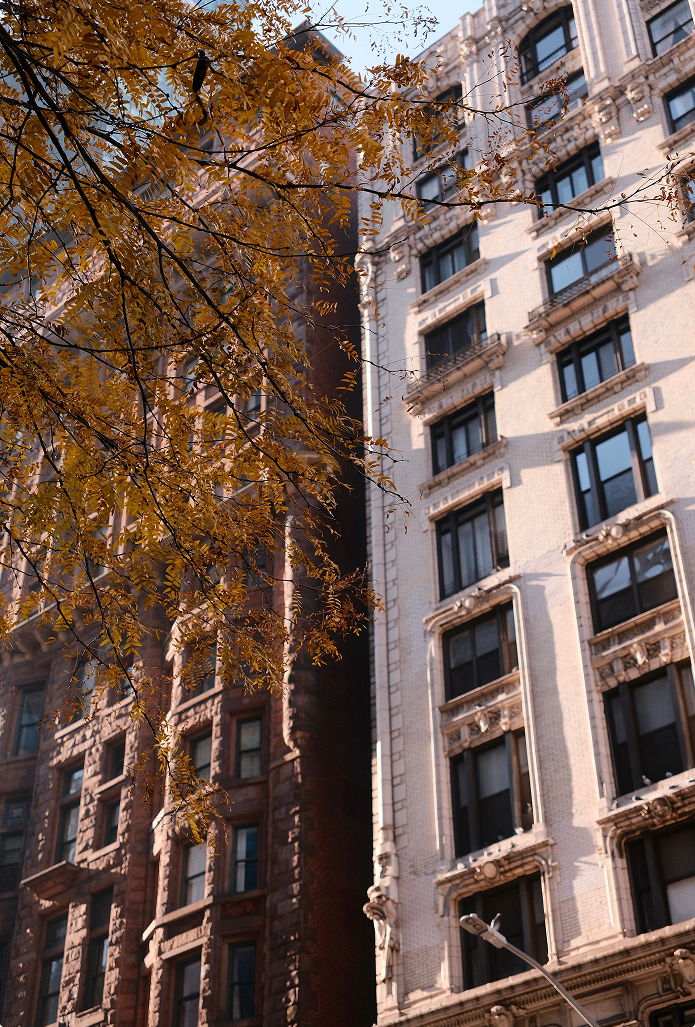 Sunlit West Village brownstone facades framed by autumn leaves